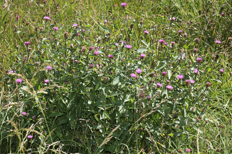 Centaurea nigrescens subsp. transalpina / Fiordaliso nerastro